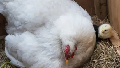 Cuteness alert: Hen warms up 3 kittens in cold weather; check out viral video