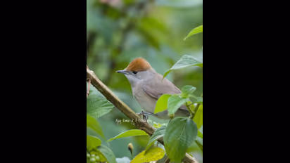 Eurasian Blackcap |  വിരുന്ന് വന്നത് ഇന്ത്യയില്‍, കൂട്ടൂകൂട്ടിയത് മൂന്നാറില്‍, ഇത് യൂറേഷ്യന്‍ ബ്ലാക്ക് ക്യാപ്