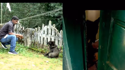 ചാരിയിട്ട വാതിൽ തുറന്ന് വീട് കയ്യടക്കി നായ; വീട്ടുടമയെ അകത്ത് കയറ്റാതെ വെട്ടിലാക്കിയത് മണിക്കൂറുകൾ