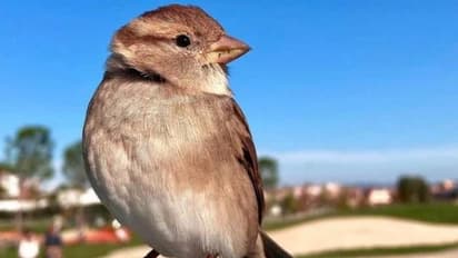 കുരുവിക്കുഞ്ഞിനെ ദത്തെടുത്ത ദമ്പതികൾ, പറന്നുപോകാൻ വിട്ടിട്ടും പോകാതെ ചിബി, ഒരപൂർവ സ്നേഹം