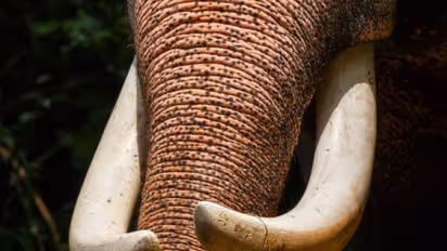 Elephant attack : തമിഴ്‌നാട്ടില്‍ നിന്ന്  മൂന്നാറിലേക്ക് വന്ന കെഎസ്ആര്‍ടിസി ബസ്  ഒറ്റയാന്‍ ആക്രമിച്ചു