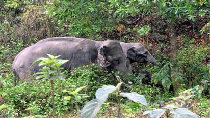 Elephant Attack- ৪০ দাঁতালের তাণ্ডবে তীব্র আতঙ্ক পূর্ব বর্ধমানে, নষ্ট বিঘের পর বিঘে জমির ফসল