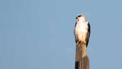 birdwatch | വെറുതെയിരുന്ന പരുന്തിനെ 'ചൊറിഞ്ഞ്' കാക്ക
