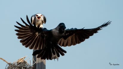 বাড়ির ছাদে কাক এসে বসা শুভ নাকি অশুভ? জেনে নিন জ্যোতিষশাস্ত্রের বিচার