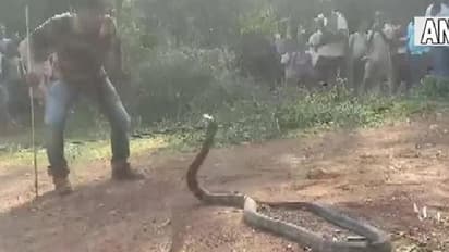 Viral Video| 'ഗമണ്ടന്‍' രാജവെമ്പാലയെ പിടികൂടുന്ന വീഡിയോ; സോഷ്യല്‍ മീഡിയയില്‍ വൈറല്‍