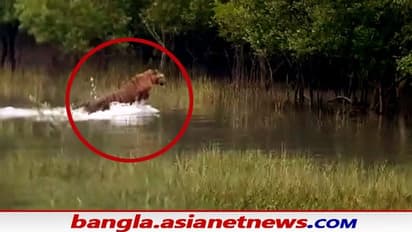 Royal Bengal Tiger-মরশুমের শুরুতেই সুন্দরবনে বাঘের দেখা, দারুণ খুশি পর্যটকরা