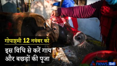 Gopashtami 2021: आज गोपाष्टमी पर इस विधि से करें गाय और बछड़ों की पूजा, पूरी करें ये परंपराएं