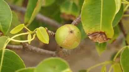 'മരണത്തിന്റെ മരം' എന്നറിയപ്പെടുന്ന വൃക്ഷം, അടുത്ത് ചെന്ന് നിൽക്കുന്നത് പോലും അപകടം!