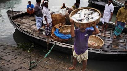 Bangladeshi catla- পদ্মায় ইলিশ ধরতে গিয়ে জালে উঠল ১৬ কেজির কাতলা, দাম শুনলে অবাক হবেন