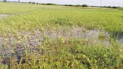 Crop Insurance: ವಿಮೆ ಮಾಡಿಸುವ ಮುನ್ನವೇ ಬೆಳೆ ಹಾನಿ..!