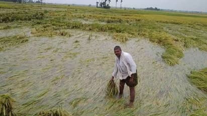 ರಾಜ್ಯದಲ್ಲಿ ಅಕಾಲಿಕ ಮಳೆಗೆ ಬೆಳೆ ಹಾನಿ, ರೈತರು ತತ್ತರ!