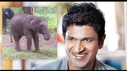 Punith : 2 வயது யானைக் குட்டிக்கு புனித் ராஜ்குமார் பெயர்.  அப்பு நினைவில் தவிக்கும் கர்நாடக மக்கள்.