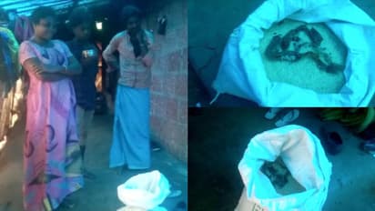 Ration | വയനാട്ടില് റേഷനരിയില് രൂക്ഷഗന്ധം; പരിശോധനയില് ചത്ത പാമ്പിനെ കണ്ടെത്തിയതായി പരാതി