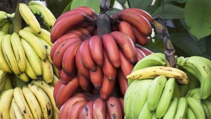 Red banana: தினமும் இரவில் ஒரு செவ்வாழை சாப்பிட்டால் போதும்..ஏராளமான மருத்துவ பலன்கள் உண்டு..