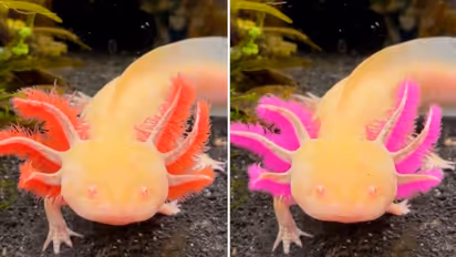Ever seen an axolotl changing colour? Watch the amazing video