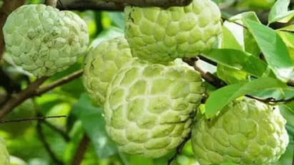 சீதாப் பழத்தின் இனிப்பு, நீரிழிவு நோயாளிகளுக்கு கூட தீங்கு செய்யாது..கொட்டி கிடக்கும் சத்துக்கள் அப்படி..!