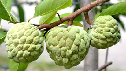 Custard Apple: சீத்தாப்பழம் சாப்பிடுவதால் கிடைக்கும் நன்மைகள் பற்றி உங்களுக்கு தெரியுமா? மருத்துவ குணம் ஏராளம்