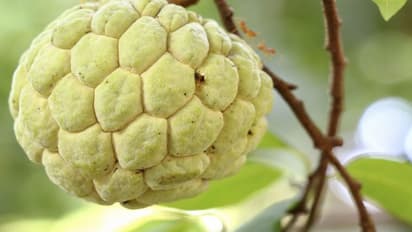 Custard Apple: நீரழிவு நோயாளிகளுக்கு சீத்தாப்பழம் உகந்ததா..? மிஸ் பண்ணாம தெரிந்து வைத்து கொள்ளுங்கள்..
