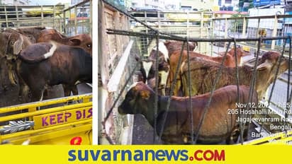 Crime News; ಎಚ್ಚೆತ್ತು ದೂರು ಕೊಟ್ಟ ನಂದಿನಿ, ಕಸಾಯಿಖಾನೆ  ಸೇರಬೇಕಿದ್ದ ಹಸುಗಳ ರಕ್ಷಣೆ