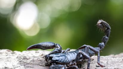 తేలు కాటుతో బీటెక్ విద్యార్థిని మృతి.. సిరిసిల్లలో విషాదం...