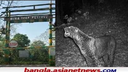Black Panther: বক্সা ব্যাঘ্রপ্রকল্পে ক্যামেরাবন্দি হল ব্ল্যাক প্যান্থার, খুশির হাওয়া বন দফতরে