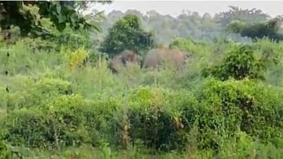 Elephant in Jalpaiguri: শহর দাপিয়ে বেড়াল দুই 'বন্ধু', দাঁতালের তাণ্ডবে জারি ১৪৪ ধারা