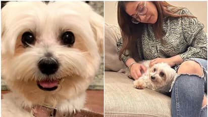 പ്രവാസി ഇന്ത്യക്കാരിയുടെ കാണാതായ വളര്ത്തുനായയെ തിരികെ കിട്ടി; കണ്ടെത്തിയയാള്ക്ക് പാരിതോഷികം