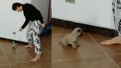 Viral Video | ഉടമസ്ഥനൊപ്പം 'ഡാന്‍സ്' ചെയ്യുന്ന കുഞ്ഞന്‍ പട്ടിക്കുഞ്ഞ്; രസകരമായ വീഡിയോ