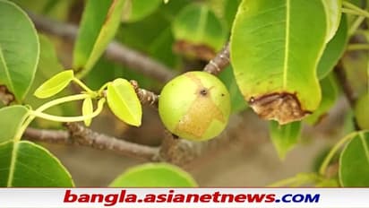 Tree of Death - বৃষ্টির সময় এই গাছের আশপাশে এলেই মরতে হবে, সাধে কি নাম 'মৃত্যুর গাছ'