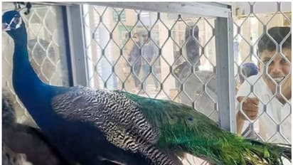 Firoz chuttipara| 'മയില് കറി'യില് അവസാനം ട്വിസ്റ്റ്; വിവാദം അവസാനിപ്പിച്ച് ഫിറോസ് ചുട്ടിപ്പാറ