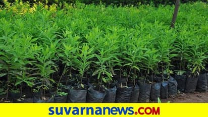 karnataka sandalwood policy ರಾಜ್ಯದಲ್ಲಿ ರೈತರು ಶ್ರೀಗಂಧ ಬೆಳೆಯಲು ಹೊಸ ನೀತಿ