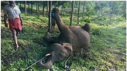 Elephant| മലമ്പുഴ ആനക്കല്ലിൽ കാട്ടാനക്കൊമ്പൻ ചരിഞ്ഞു; ഷോക്കേറ്റെന്ന് നിഗമനം
