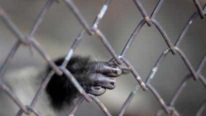 New Pandemic| കൊറോണയ്ക്കുശേഷം മാരക മഹാമാരികള്‍;   പുതിയ വൈറസുകള്‍ ഇവിടെനിന്നോ?