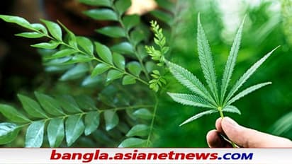 Weed in Amazon: অ্যামাজনে কিনা বিক্রি হচ্ছিল গাঁজা, উঠল NCB তদন্তের দাবি