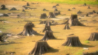 കാലാവസ്ഥാ മാറ്റം ലോകത്തെ വിഴുങ്ങുമ്പോഴും ആമസോണ്‍ മഹാവനം വെട്ടിത്തീര്‍ക്കുന്നു