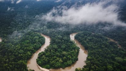 Forest Survey Report 2021 :  भारत में 2,261 वर्ग किमी बढ़ा फॉरेस्ट और ट्री कवर, आंध्र में सबसे ज्यादा वृद्धि