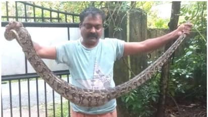 താറാവ് കര്ഷകരുടെ ഉറക്കം കെടുത്തിയ പെരുമ്പാമ്പ് പിടിയിലായി