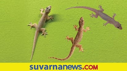 Dream Interpretation: ಕನಸಲ್ಲಿ ಹಲ್ಲಿ ಕಂಡರೆ ಬರಲಿರುವ ಕೆಟ್ಟದ್ದರ ಮುನ್ಸೂಚನೆ!