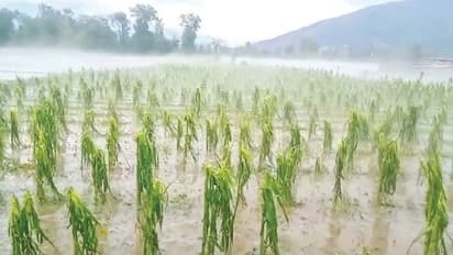 Karnataka Rains: ರೈತರನ್ನು ಕಂಗೆಡಿಸಿದ ಅಕಾಲಿಕ ಮಳೆ..!
