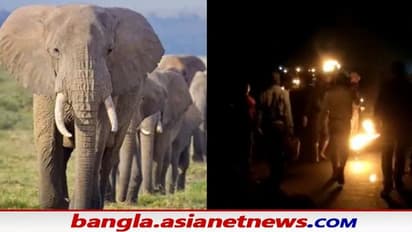 Elephant: টানা ৮ দিন পর ভোর রাতে বাঁকুড়ার জঙ্গলে ঢুকল হাতিরপাল, বড় সাফল্য বনবিভাগের