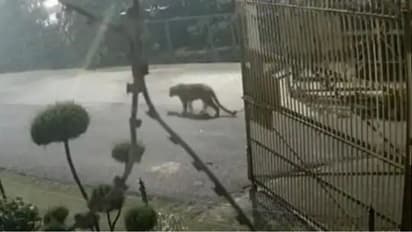 റോഡിലൂടെ പുലി നടക്കുന്നത് സിസിടിവി ക്യാമറയില്‍; കാലടികള്‍ കണ്ടെത്താനായില്ലെന്ന് വനംവകുപ്പ്