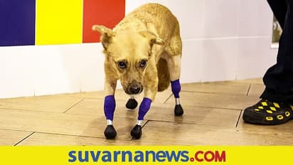 Russia: ನಾಲ್ಕೂ ಕಾಲು ಕಳೆದುಕೊಂಡಿದ್ದ ಶ್ವಾನ ಮೋನಿಕಾಗೆ ಮರು ಜೀವ ಕೊಟ್ಟ ವೈದ್ಯರು!