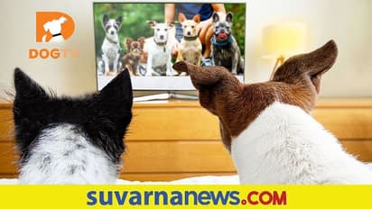 Lifestyle; ನಿಮ್ಮನೆ ಶ್ವಾನ ಮಂಕಾಗಿದೆಯಾ.. ಪರಿಹಾರಕ್ಕೆ ಈ ವಾಹಿನಿ ತೋರಿಸಿ!