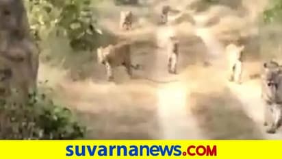 Viral Video| 6 ಹುಲಿಗಳು ಒಟ್ಟಿಗೆ ವಾಕ್‌: ವಿಡಿಯೋ ವೈರಲ್‌!