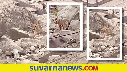 ನಾಯಿ ಮರಿ ಅಂದಕೊಂಡು ಮನೆಗೆ ತಂದರು : ಬಾತುಕೋಳಿ ತಿಂದಾಗಲೇ ಗೊತ್ತಾಗಿದ್ದು ನರಿ ಎಂದು!