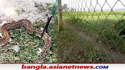 Murshidabad - স্কুল চত্বরে উদ্ধার বিরল প্রজাতির জোড়া চন্দ্রবোড়া সাপ, আতঙ্কে পড়ুয়ারা