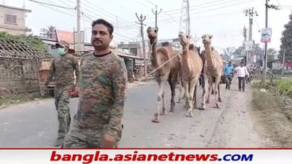 Camel Smuggling: মালদহের চাঁচলে একাধিক উট উদ্ধার পুলিশের, এখনও অধরা অপরাধীরা