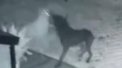 വീട്ടിലെ നായ മറ്റൊരു നായയുടെ പ്രേതത്തിനൊപ്പം ഓടിക്കളിച്ചു, വിചിത്രവാദവും ക്യാമറാദൃശ്യങ്ങളുമായി യുവാവ്