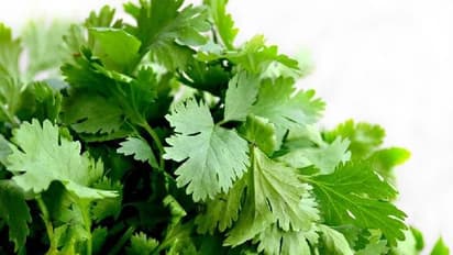 Coriander Benefits: ಚಳಿಗಾಲದಲ್ಲಿ ಕೊತ್ತಂಬರಿ ಸೊಪ್ಪಿನಿಂದ ಆರೋಗ್ಯ ಲಾಭ ಹೆಚ್ಚು..