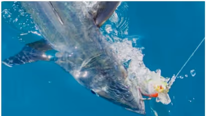 Gulf News|ചൂണ്ടയിട്ട് മീന് പിടിക്കുമോ? കോടികള് സമ്മാനം